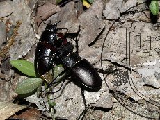 Жук-олень 002